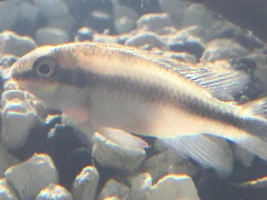 Male Kribensis?