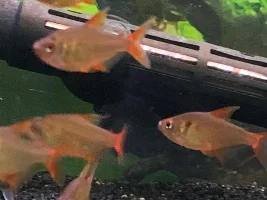 Tell/show us your favorite TETRA