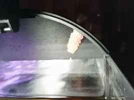 Simplest way to take care of apple snail's eggs