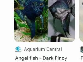 Switch & Bait: My Angelfish