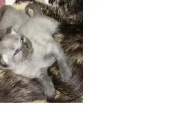 The Cat Had Babies!