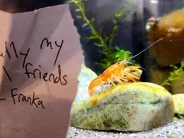 Shaming