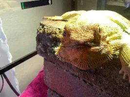 Sunny - My Bearded Dragon - Had Life Saving Surgery
