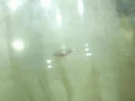 Bad Fishies!