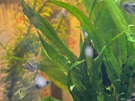 Help with ick