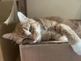 Well, now I have a cat-Please help!!