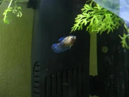 Which Pair To Spawn First?