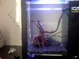 guppys being bullied and dying
