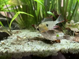 My 'big' tank
