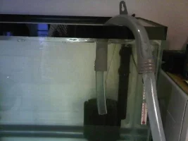 Breeding My Discus