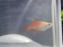 Pregnant swordtail help!!