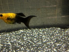 Pregnant fish??? Advice - With pictures.