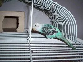 I have parakeets!