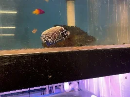 My privately owned local fish store