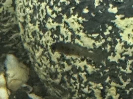 Unexpected fry - they are black?