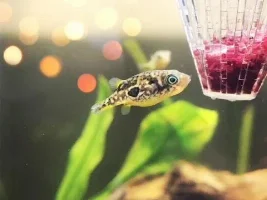 Planted Pea Puffer Savannah