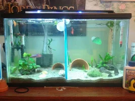 Fairly New Betta, Hole In Tail