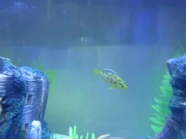 Please Identify My Fish Species