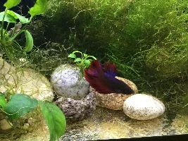 Share your bettas