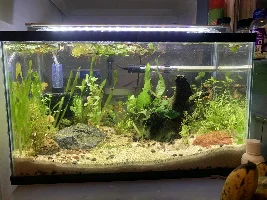 Tips for making my tank look neater?