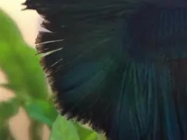 His Fins Split!