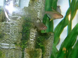 Fishless Cycling Experts - Help Appreciated!