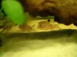 Rip Little Dude