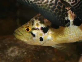Jaguar Cichlid