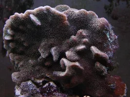 My Tank.