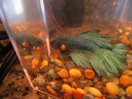 Bloated Betta With Cyst