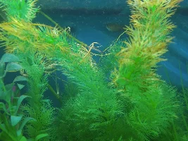 What the heck and how to get rid of it?