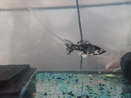 I am very new to fish keeping. I believe i have a female dalmatian lyre tail mollie, but i really want to be sure.