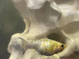 Fish behavior confusing me? Any help?