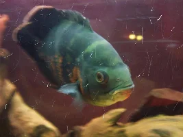 My New Tank!