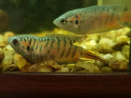 Sick paradise gourami