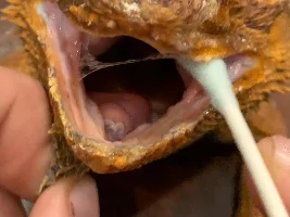 Sunny - My Bearded Dragon - Had Life Saving Surgery