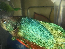 Velvet? Iredescense? I'm new to this!