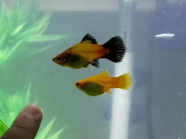 Pregnant patty?