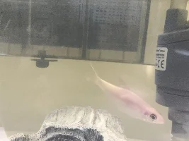 Golden Denison barbs not doing well