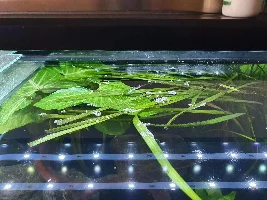 What is this??