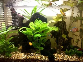 How often would you clean this tank?
