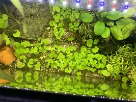 Pennywort carpet