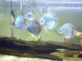 my fish room