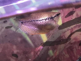 Bloated gourami