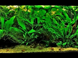 Stocking proposal for 125 litre (27g UK) – thoughts welcome!