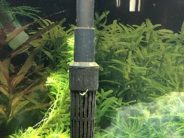 Brown Algae - UV Sterilizer?
