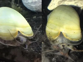 Mystery snail cleft shell.