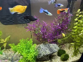 Please help! Fish dying