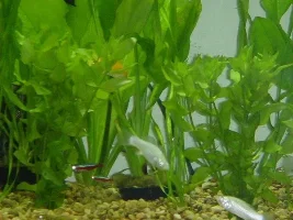 New Tank Pics