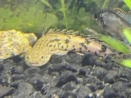 ID BICHIR? PLS? :(: